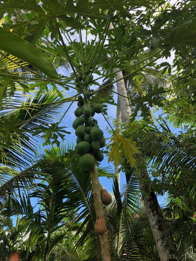 New Raya - Nias Beach Bungalows Lagudri Eksteriør billede